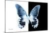 Miss Butterfly Agenor - X-Ray B&W Edition-Philippe Hugonnard-Mounted Photographic Print