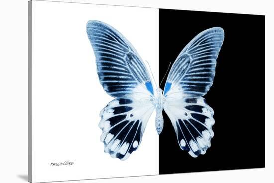 Miss Butterfly Agenor - X-Ray B&W Edition-Philippe Hugonnard-Stretched Canvas