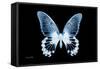 Miss Butterfly Agenor - X-Ray Black Edition-Philippe Hugonnard-Framed Stretched Canvas