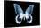 Miss Butterfly Agenor - X-Ray Black Edition-Philippe Hugonnard-Framed Stretched Canvas