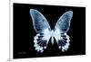 Miss Butterfly Agenor - X-Ray Black Edition-Philippe Hugonnard-Framed Photographic Print