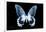 Miss Butterfly Agenor - X-Ray Black Edition-Philippe Hugonnard-Framed Photographic Print