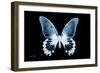 Miss Butterfly Agenor - X-Ray Black Edition-Philippe Hugonnard-Framed Photographic Print