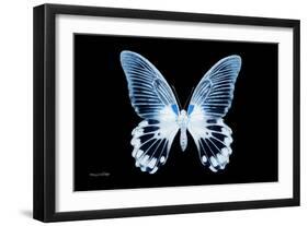 Miss Butterfly Agenor - X-Ray Black Edition-Philippe Hugonnard-Framed Photographic Print