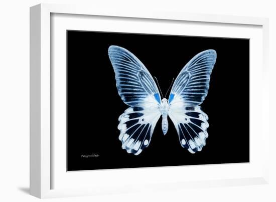 Miss Butterfly Agenor - X-Ray Black Edition-Philippe Hugonnard-Framed Photographic Print