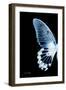 Miss Butterfly Agenor - X-Ray Left Black Edition-Philippe Hugonnard-Framed Photographic Print