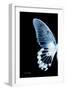 Miss Butterfly Agenor - X-Ray Left Black Edition-Philippe Hugonnard-Framed Photographic Print