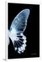 Miss Butterfly Agenor - X-Ray Right Black Edition-Philippe Hugonnard-Framed Photographic Print