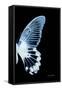 Miss Butterfly Agenor - X-Ray Right Black Edition-Philippe Hugonnard-Framed Stretched Canvas