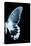 Miss Butterfly Agenor - X-Ray Right Black Edition-Philippe Hugonnard-Stretched Canvas