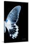 Miss Butterfly Agenor - X-Ray Right Black Edition-Philippe Hugonnard-Stretched Canvas