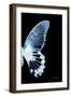 Miss Butterfly Agenor - X-Ray Right Black Edition-Philippe Hugonnard-Framed Photographic Print