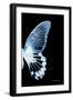 Miss Butterfly Agenor - X-Ray Right Black Edition-Philippe Hugonnard-Framed Photographic Print