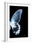 Miss Butterfly Agenor - X-Ray Right Black Edition-Philippe Hugonnard-Framed Photographic Print