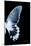 Miss Butterfly Agenor - X-Ray Right Black Edition-Philippe Hugonnard-Mounted Photographic Print