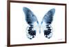 Miss Butterfly Agenor - X-Ray White Edition-Philippe Hugonnard-Framed Photographic Print