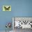 Miss Butterfly Brookiana - Lime Green-Philippe Hugonnard-Photographic Print displayed on a wall