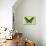 Miss Butterfly Brookiana - Lime Green-Philippe Hugonnard-Photographic Print displayed on a wall