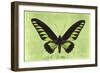 Miss Butterfly Brookiana - Lime Green-Philippe Hugonnard-Framed Photographic Print