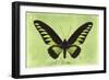 Miss Butterfly Brookiana - Lime Green-Philippe Hugonnard-Framed Photographic Print