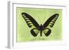 Miss Butterfly Brookiana - Lime Green-Philippe Hugonnard-Framed Photographic Print