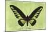 Miss Butterfly Brookiana - Lime Green-Philippe Hugonnard-Mounted Photographic Print