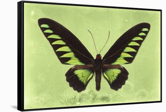 Miss Butterfly Brookiana - Lime Green-Philippe Hugonnard-Framed Stretched Canvas