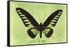 Miss Butterfly Brookiana - Lime Green-Philippe Hugonnard-Framed Stretched Canvas