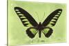 Miss Butterfly Brookiana - Lime Green-Philippe Hugonnard-Stretched Canvas