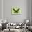 Miss Butterfly Brookiana - Lime Green-Philippe Hugonnard-Photographic Print displayed on a wall