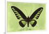 Miss Butterfly Brookiana - Lime Green-Philippe Hugonnard-Framed Photographic Print