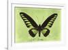 Miss Butterfly Brookiana - Lime Green-Philippe Hugonnard-Framed Photographic Print