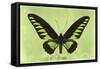 Miss Butterfly Brookiana - Lime Green-Philippe Hugonnard-Framed Stretched Canvas