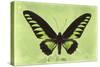 Miss Butterfly Brookiana - Lime Green-Philippe Hugonnard-Stretched Canvas