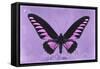 Miss Butterfly Brookiana - Mauve-Philippe Hugonnard-Framed Stretched Canvas