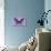 Miss Butterfly Brookiana - Mauve-Philippe Hugonnard-Stretched Canvas displayed on a wall