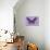 Miss Butterfly Brookiana - Mauve-Philippe Hugonnard-Stretched Canvas displayed on a wall