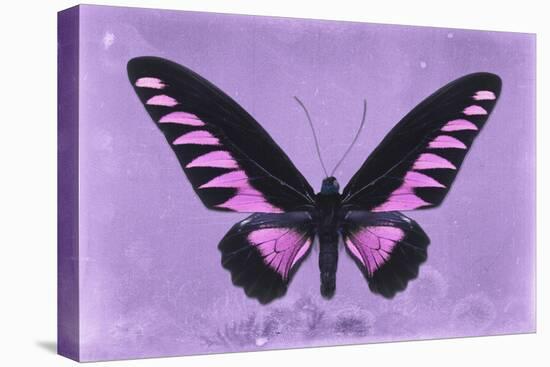 Miss Butterfly Brookiana - Mauve-Philippe Hugonnard-Stretched Canvas