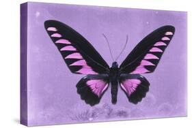 Miss Butterfly Brookiana - Mauve-Philippe Hugonnard-Stretched Canvas