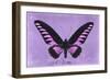 Miss Butterfly Brookiana - Mauve-Philippe Hugonnard-Framed Photographic Print