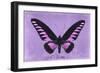 Miss Butterfly Brookiana - Mauve-Philippe Hugonnard-Framed Photographic Print