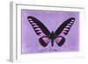 Miss Butterfly Brookiana - Mauve-Philippe Hugonnard-Framed Photographic Print