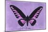 Miss Butterfly Brookiana - Mauve-Philippe Hugonnard-Mounted Photographic Print