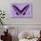 Miss Butterfly Brookiana - Mauve-Philippe Hugonnard-Photographic Print displayed on a wall