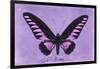 Miss Butterfly Brookiana - Mauve-Philippe Hugonnard-Framed Photographic Print