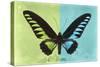 Miss Butterfly Brookiana Profil - Lime Green & Turquoise-Philippe Hugonnard-Stretched Canvas