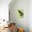 Miss Butterfly Brookiana Profil - Lime Green-Philippe Hugonnard-Photographic Print displayed on a wall