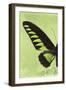 Miss Butterfly Brookiana Profil - Lime Green-Philippe Hugonnard-Framed Photographic Print