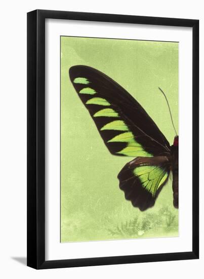 Miss Butterfly Brookiana Profil - Lime Green-Philippe Hugonnard-Framed Photographic Print