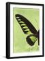 Miss Butterfly Brookiana Profil - Lime Green-Philippe Hugonnard-Framed Photographic Print